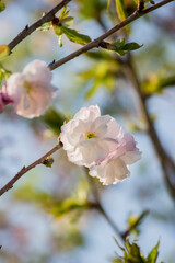 Cherry blossoms at Tenshochi Park,Kitakami,Iwate,Tohoku,Japan.