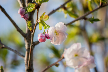 Cherry blossoms at Tenshochi Park,Kitakami,Iwate,Tohoku,Japan.