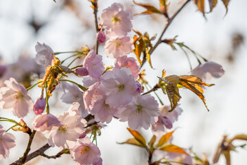 Cherry blossoms at Tenshochi Park,Kitakami,Iwate,Tohoku,Japan.