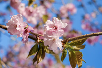 Cherry blossoms at Tenshochi Park,Kitakami,Iwate,Tohoku,Japan.