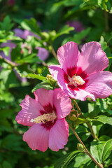 Fototapeta premium Pink flowers of Hibiscus moscheutos plant close-up. Hibiscus moscheutos, swamp hibiscus,