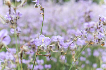 Close-up of beautiful violet Murdannia giganteum flowers blooming in the fields in Prachinburi Province,Thailand.(selective focus)