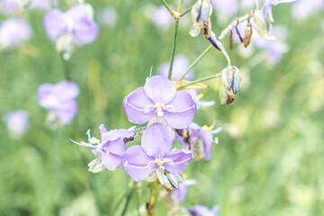 Close-up of beautiful violet Murdannia giganteum flowers blooming in the fields in Prachinburi Province,Thailand.(selective focus)