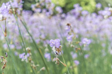 Close-up of beautiful violet Murdannia giganteum flowers blooming in the fields in Prachinburi Province,Thailand.(selective focus)