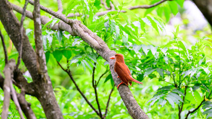 アカショウビン, 鳥, 自然, 動物, 野生生物, 赤, 木, ブランチ,カラフル, トロピカル, 緑, 青, 森, 羽, くちばし, ナチュラル, 日本, 滋賀県, 長浜市, 菅山寺