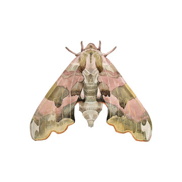 Watercolor gray pink green moth or night butterfly isolated on white background. Insect with ornament for boho or hippie style. Creative clipart for tattoo, sticker wallpaper, wrapping sketchbook