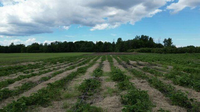 Strawberry field with rows of bushes and no people, rising shot