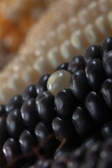 variety of corn colors Guatemala