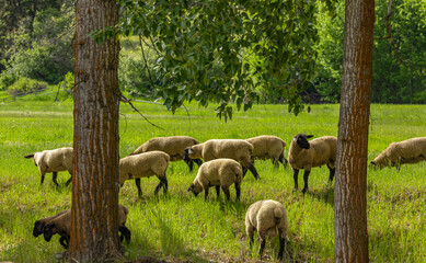 Obraz premium A group of sheep on a pasture stand next to each other. A small herd of Suffolk sheep with black face and legs