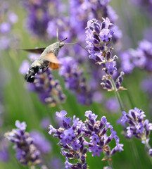 hummingbird hawk moth while sucking nectar from the fragrant lavender flower with its small but long proboscis