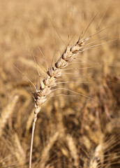 Ear of ripe wheat and the cultivated field ready for harvest