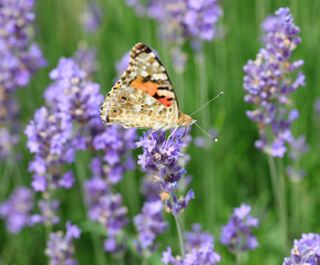 VANESSA CARDUI Butterfly on the lavandula flower in spring