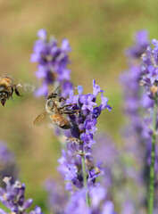 Bee while sucking nectar on the lavender flowers and another bee flying