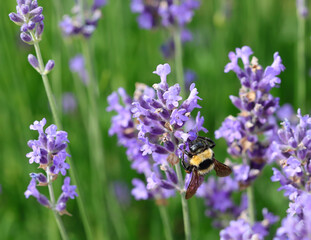 bumblebee sucking nectar from lavender flower in the flowering field in summer