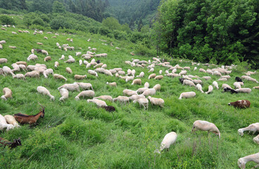 flock with white shorn sheep without fleece after shearing and some goats on the meadow in the mountains