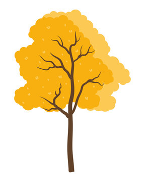 yellow autumn tree seasonal