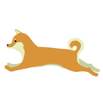 中型犬images Browse 4 475 Stock Photos Vectors And Video Adobe Stock