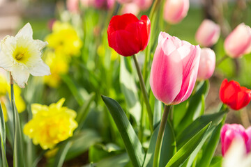 Fototapeta premium beautiful colored tulips in a flower bed in the garden, garden landscaping. Spring