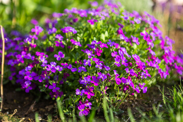 Fototapeta premium beautiful flower bed with purple flowers in the garden, garden landscaping.