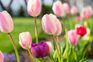 beautiful colored tulips in a flower bed in the garden, garden landscaping. Spring