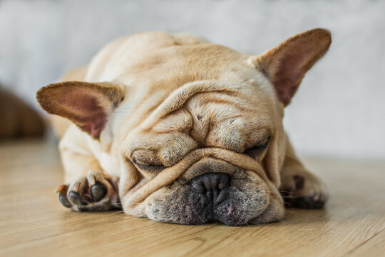 Close-up face of Cute pug puppy dog sleeping by chin lay down on wooden floor