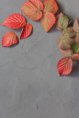 Autumn background with copy space. Autumn orange red leaf on a gray background. Raspberry autumn foliage color