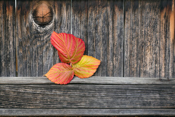 Autumn background with copy space. Autumn orange yellow leaf on a wooden background. Raspberry autumn foliage color