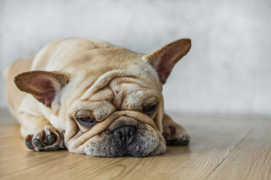 Close-up face of Cute pug puppy dog sleeping by chin lay down on wooden floor