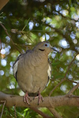 dove on a branch