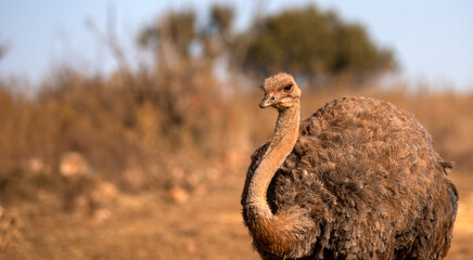 Beautiful picture of an ostrich in the African savannah of South Africa, this is a beautiful and fast specimen that lives in the wild.