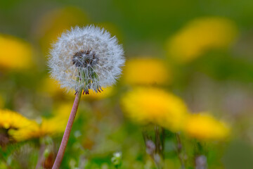 Dandelion symbolizes rebirth, light, hope, spiritedness, and joy.