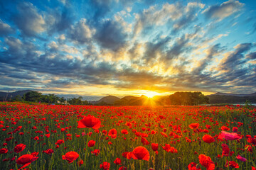 Plakat poppy field at sunset