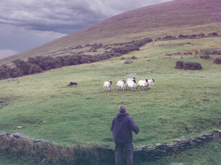 Sheep flock, dog and Shepherd