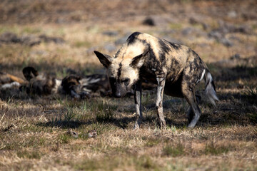 Naklejka na ściany i meble Wild dog looking for its place in the pack to rest in the African savannah of South Africa, this animal lives in the wildlife of Africa and is a carnivorous and dangerous animal.