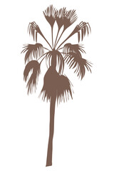 exotic tree palm