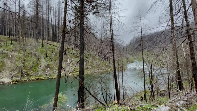 Umpqua National Forest, damaged trees from Archie Creek Fire. Highway 138 in Southern Oregon.
