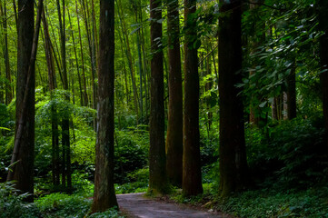 Obraz premium Taiwan, Xitou, forest, protected area, forest trail