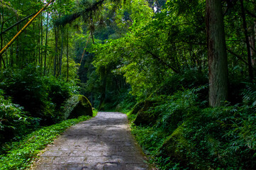 Fototapeta na wymiar Taiwan, Xitou, forest, protected area, forest trail