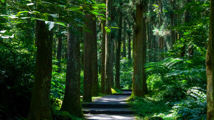 Taiwan, Xitou, forest, protected area, forest trail