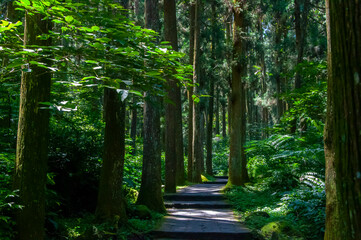 Obraz premium Taiwan, Xitou, forest, protected area, forest trail