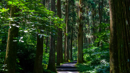 Taiwan, Xitou, forest, protected area, forest trail