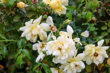 light apricot colored roses in the garden