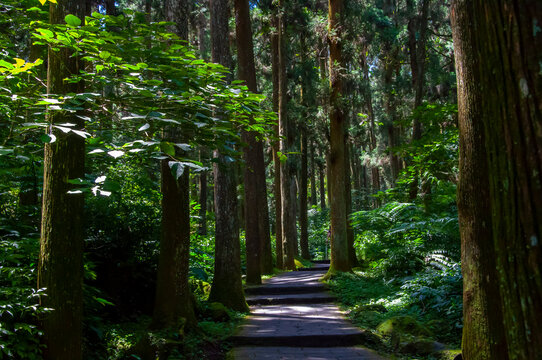 Taiwan, Xitou, forest, protected area, forest trail