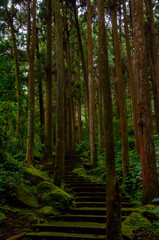 Taiwan, Xitou, forest, protected area, forest trail