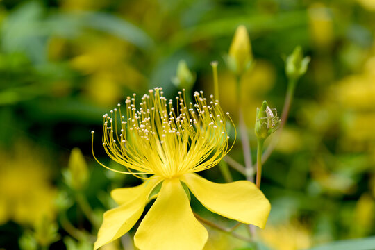 花蜘蛛 Images Browse 17 Stock Photos Vectors And Video Adobe Stock
