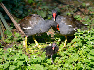 Eurasian Common Moorhen (Gallinula chloropus) and its chick on aquatic plants