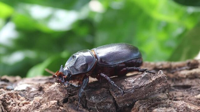 Coconut rhinoceros beetle moving slowly on dry bark wooden with blurred green leaves background.