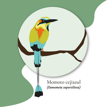 Bird illustration, Turquoise-browed motmot, National bird of Nicaragua and El Salvador