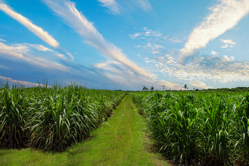 Sugarcane plantation and sugarcane plantation walkway during beautiful sky and white clouds in Thailand - obrazy, fototapety, plakaty