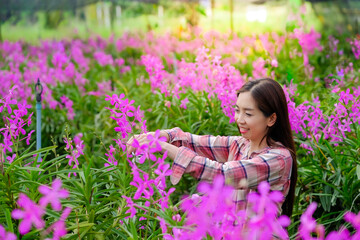 A woman gardener cuts purple orchids in the garden for sale in the morning.